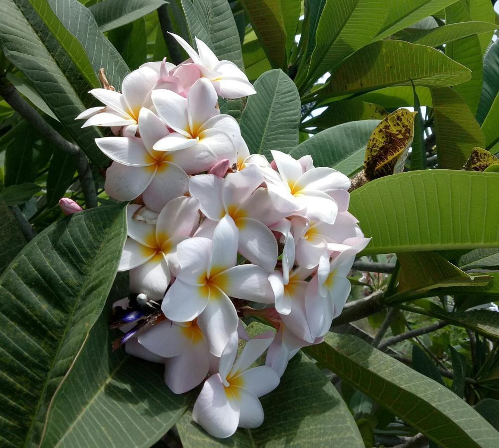 Vila Wan'S Garden Thong Sala Exteriér fotografie